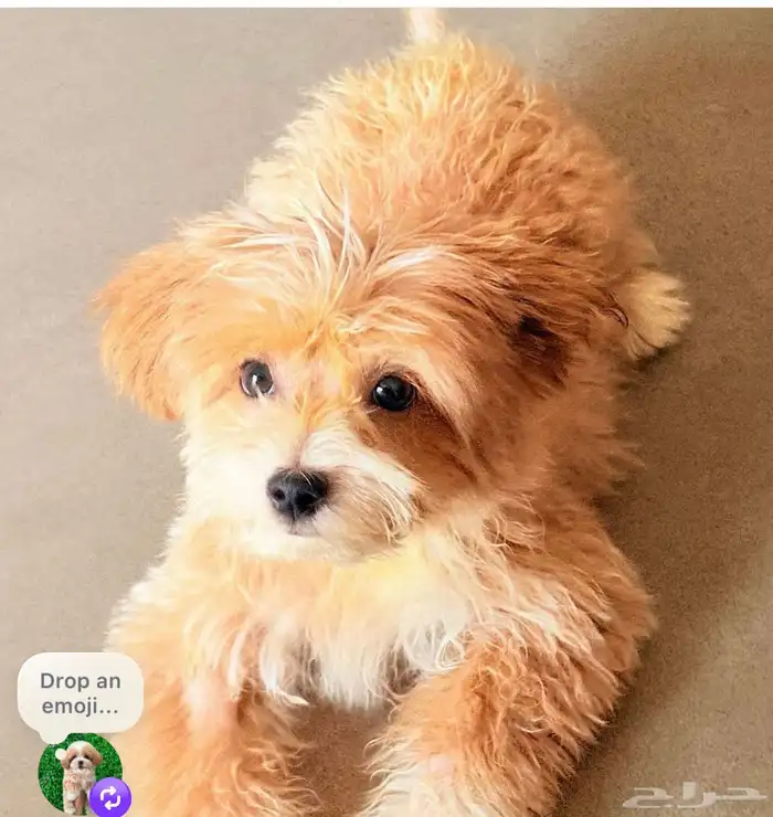 كلب للبيع ميني 2