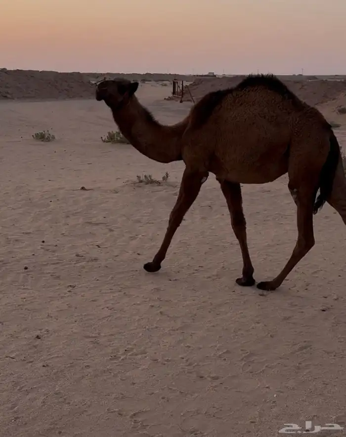 حاشي ابو 10 شهور تحت امه 0