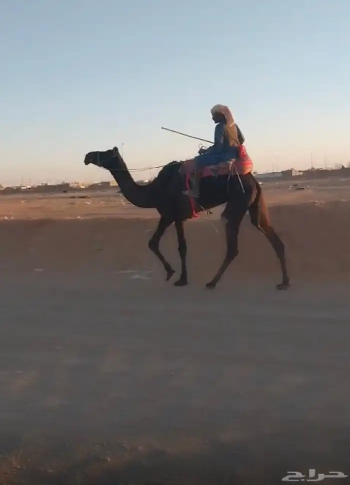 رحول للبيع 0