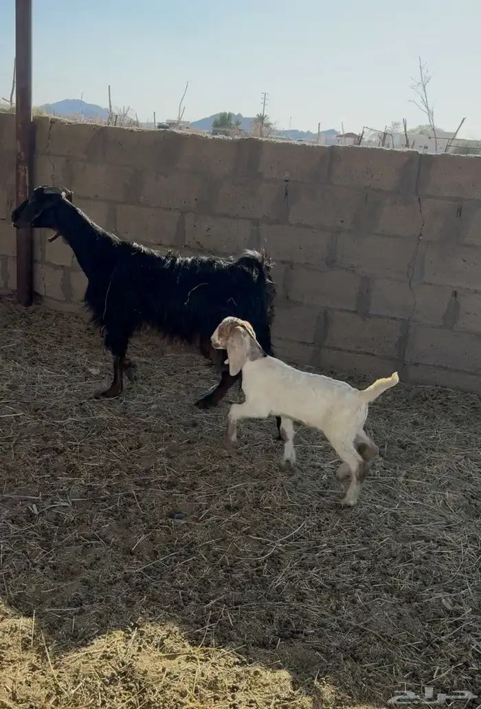 عنزين وليد 1