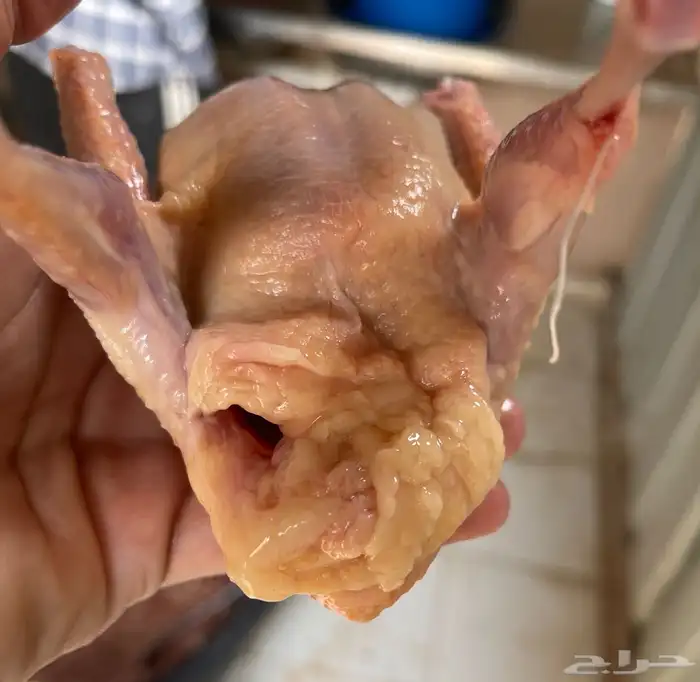 فروخ حمام فرنسي 3