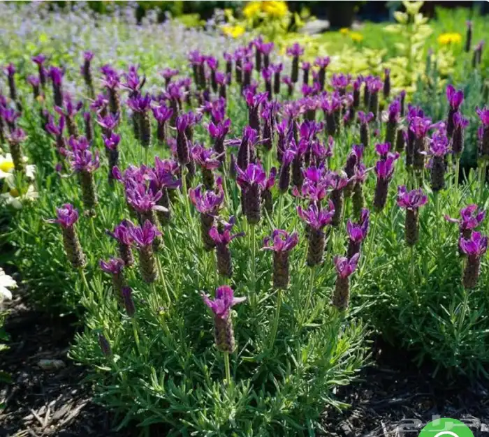 للبيع بذور ورد متنوعه الضرف10ريال يوجد شحن 3