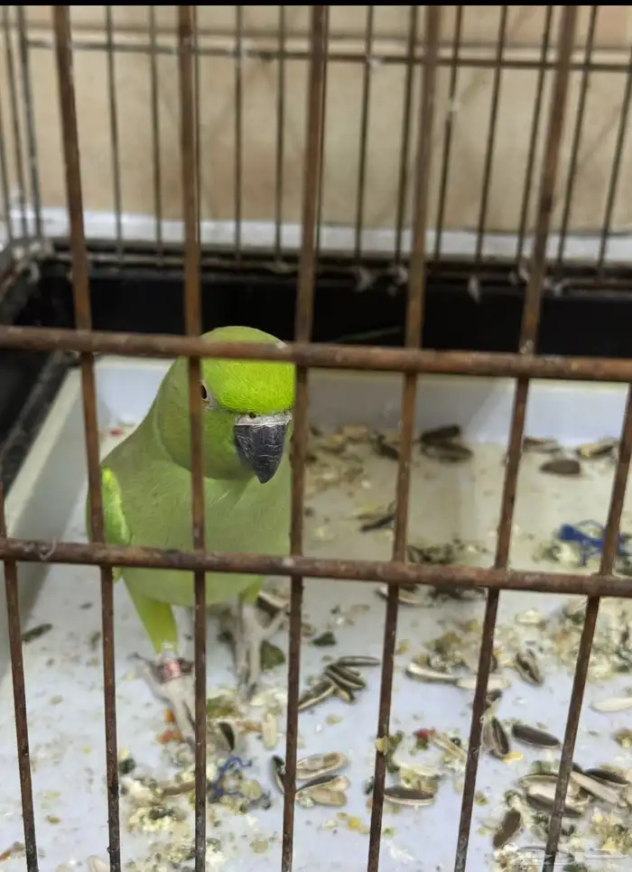 درة انثي جاهزة للانتاج 1