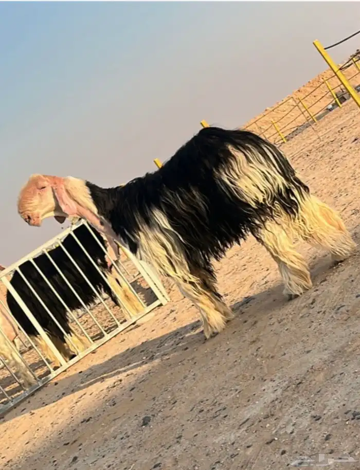 للبيع فحل نجدي صنف ( تم البيع ) 0