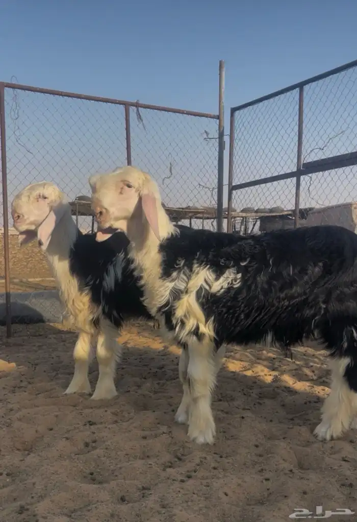 خرفان مشاريع فحول 0