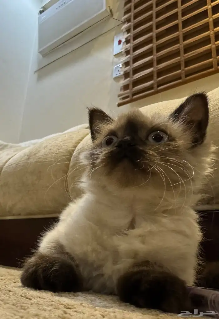 قطة همالايا عمرها شهرين ونص 2