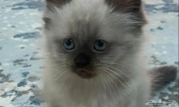 قط ذكر هملايا 2