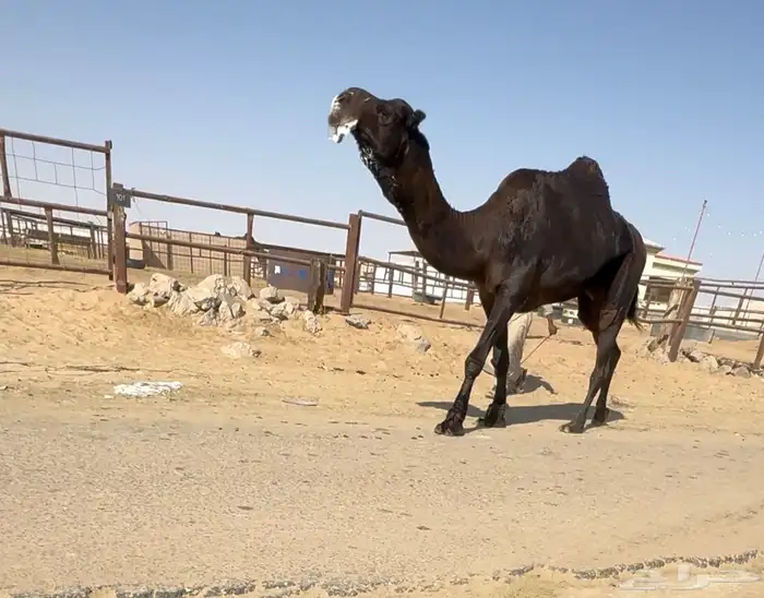للبيع الفحل الطيب سلاله قعودان رامس . 2