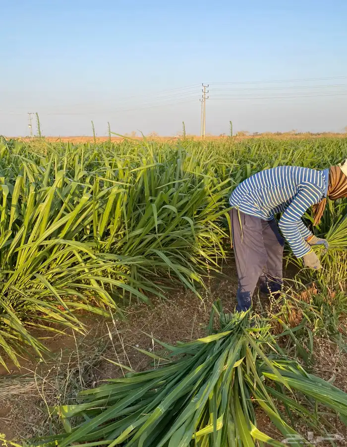 علف بونيكام اسباني 4