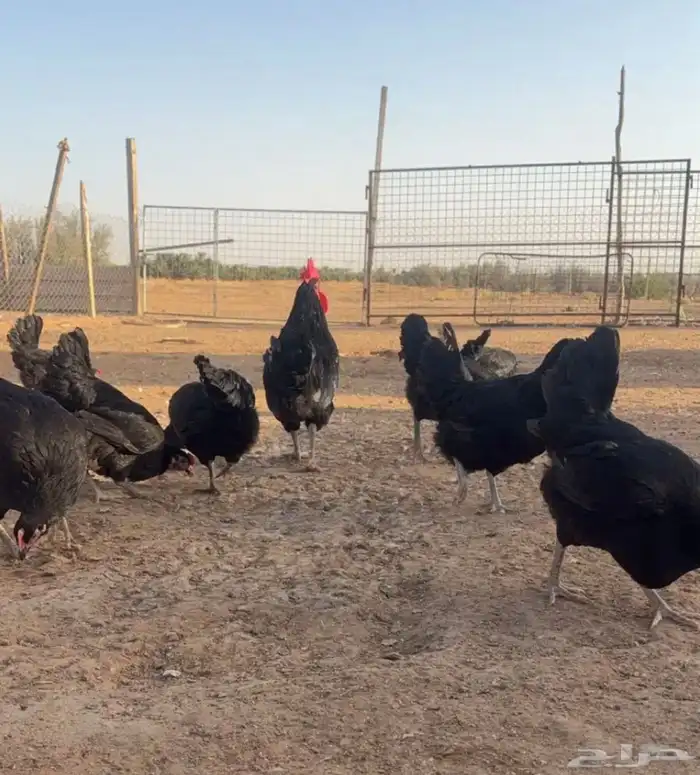 صوص دجاج تركي اسود بيور مستوى 4