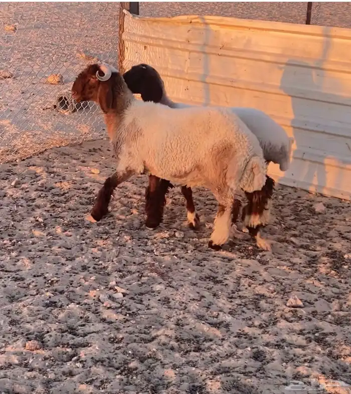 خروف ورخل صنف نعيم معرفات 0