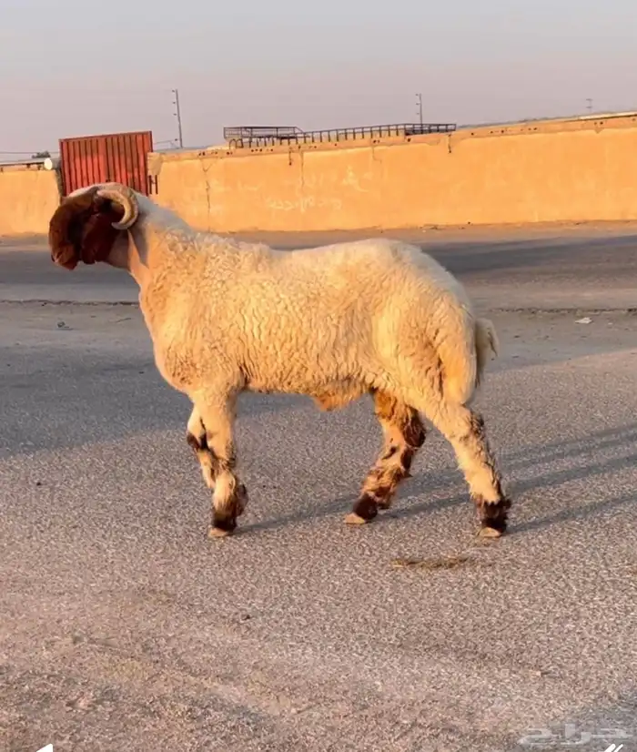 جدع نعيمي صنف للبيع 3