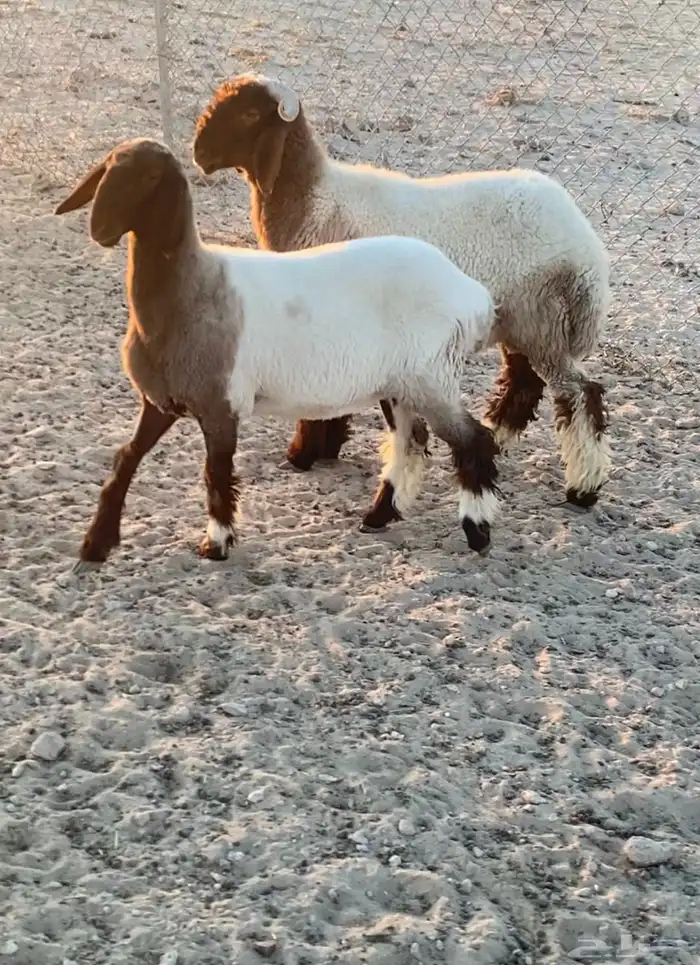 خروف ورخل صنف نعيم معرفات 1