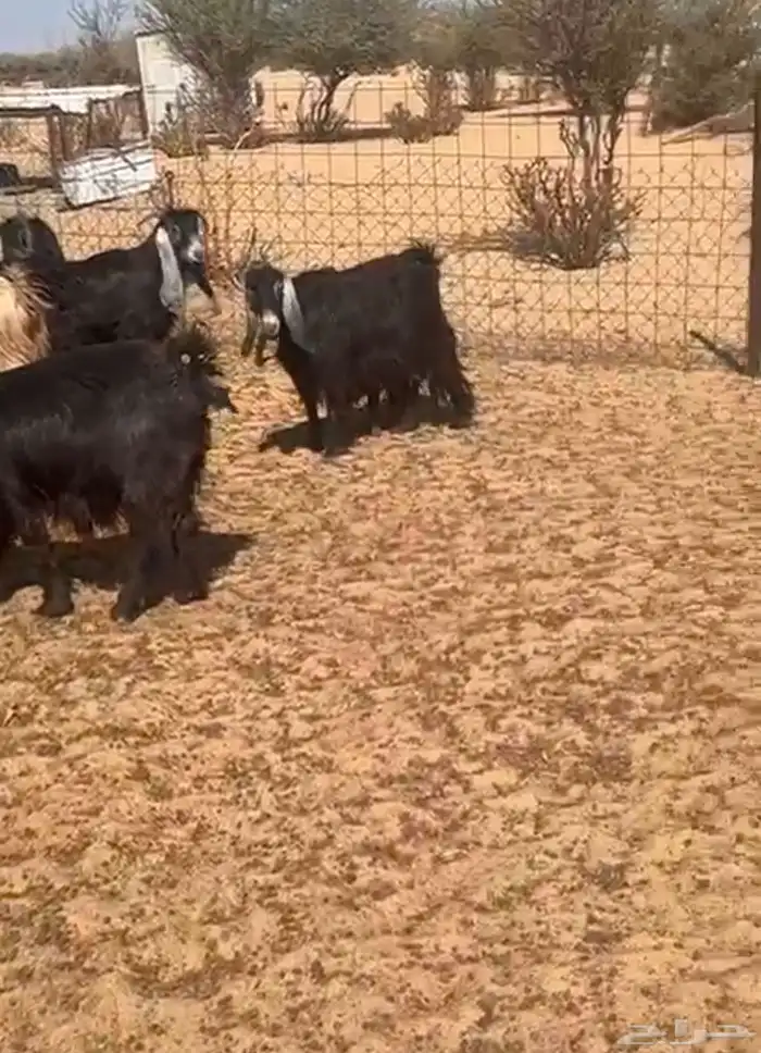 معزا خلفات متاويم 1