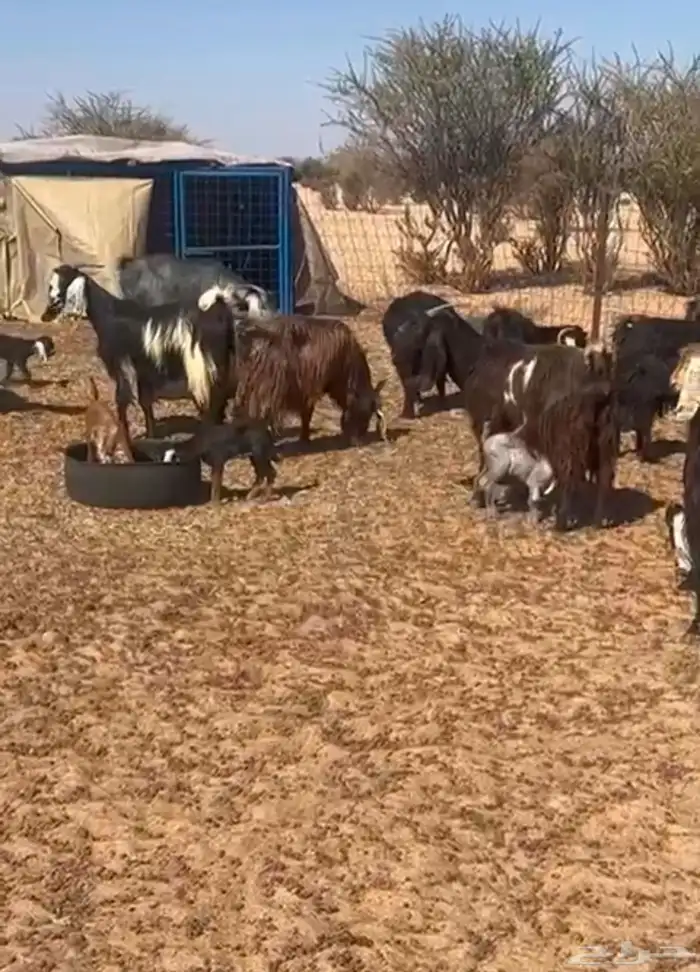 معزا خلفات متاويم 0