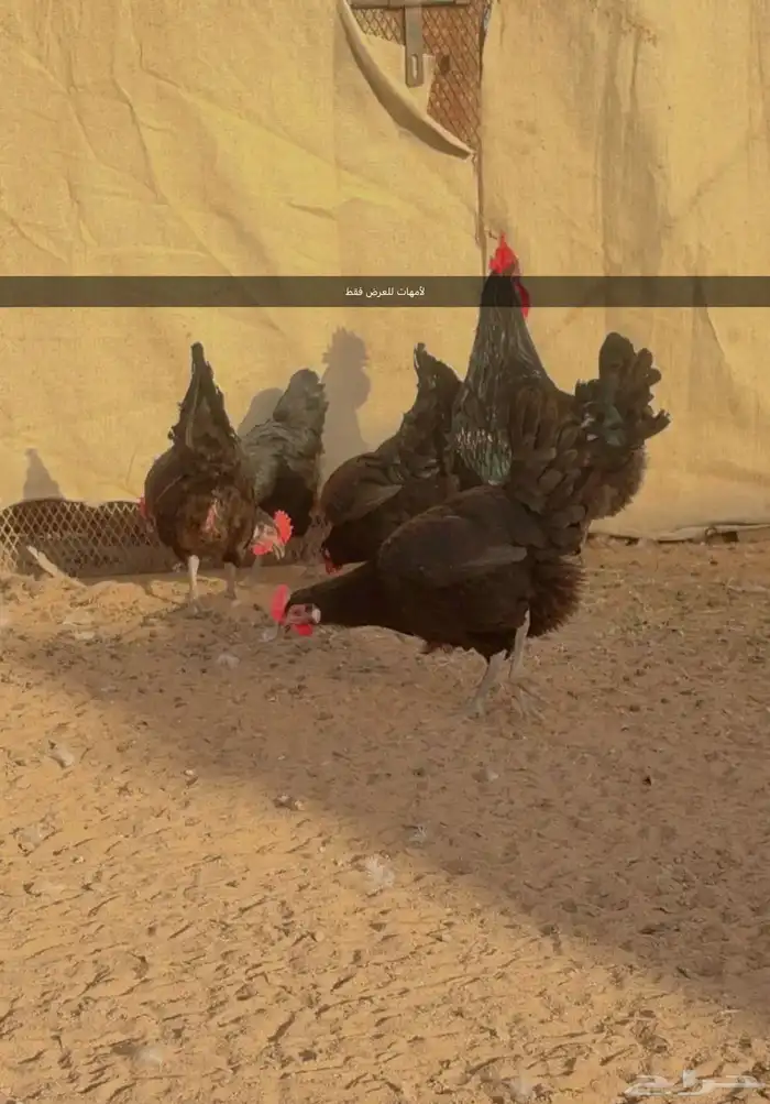 صوص دجاج تركي اسود بيور مستوى 2