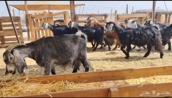 للبيع معزا مقربات على ولاده 2