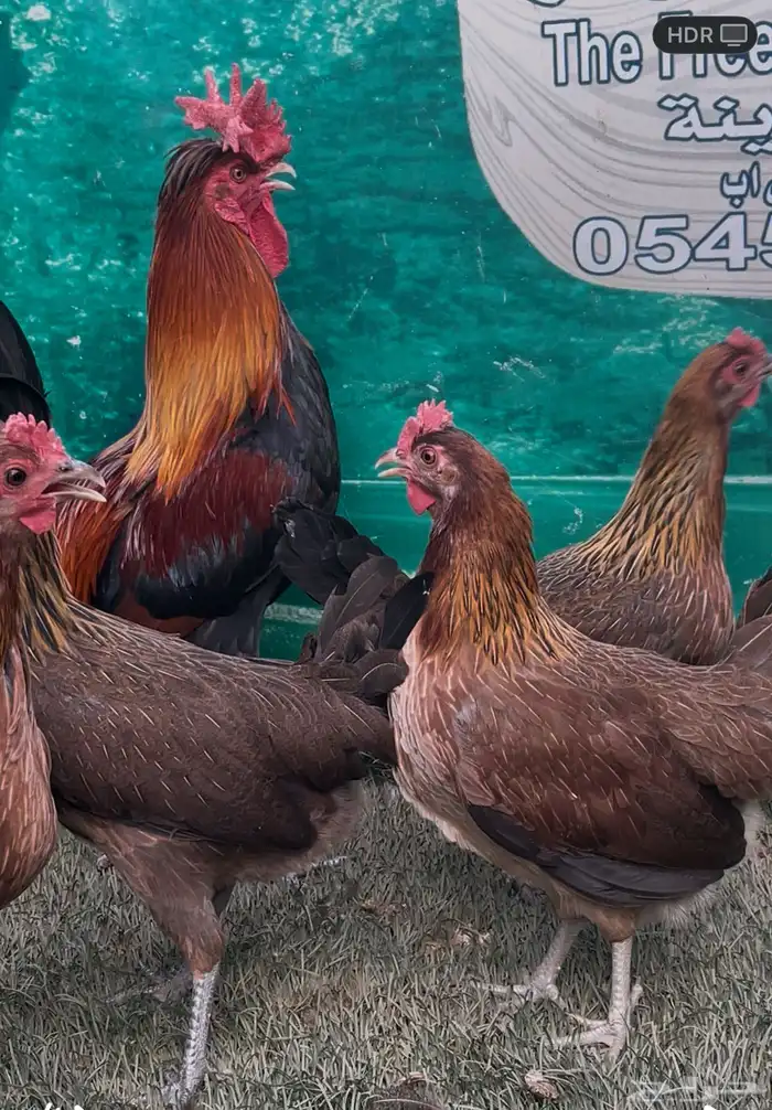 دجاج عربي ترثه اصيل .. سلالة نقية الدم 1