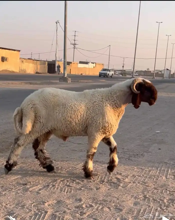 جدع نعيمي صنف للبيع 0