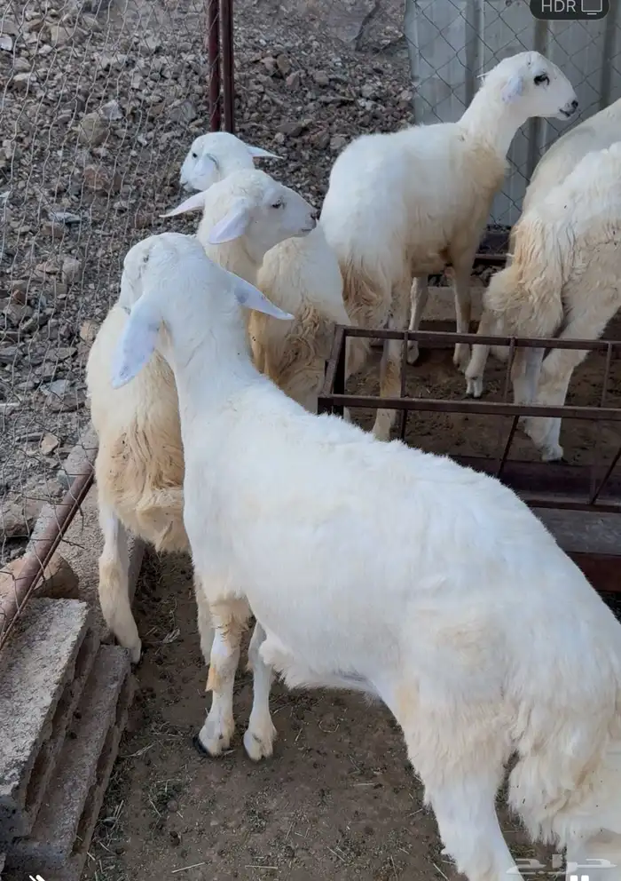 طليان حريه صنف فاخر 1