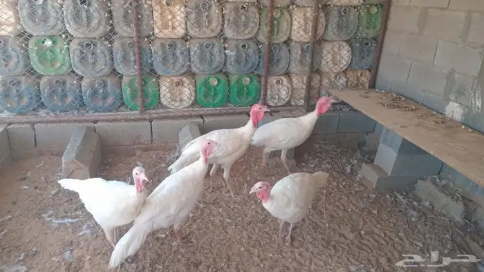 رومي فرنسي لاحم 2