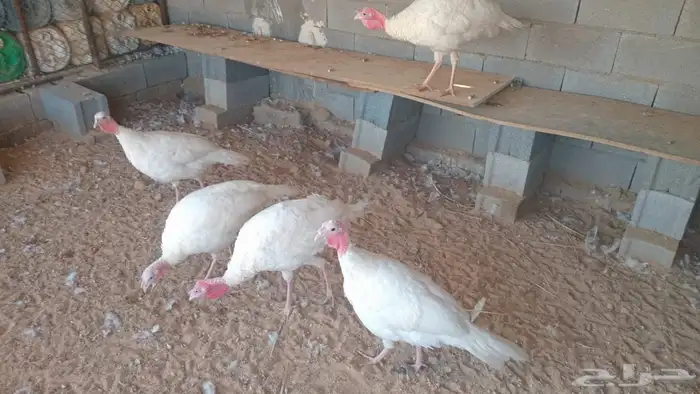 رومي فرنسي لاحم 3