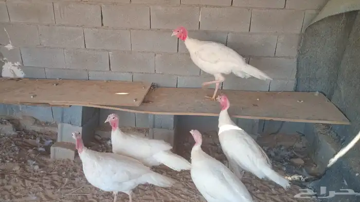 رومي فرنسي لاحم 1