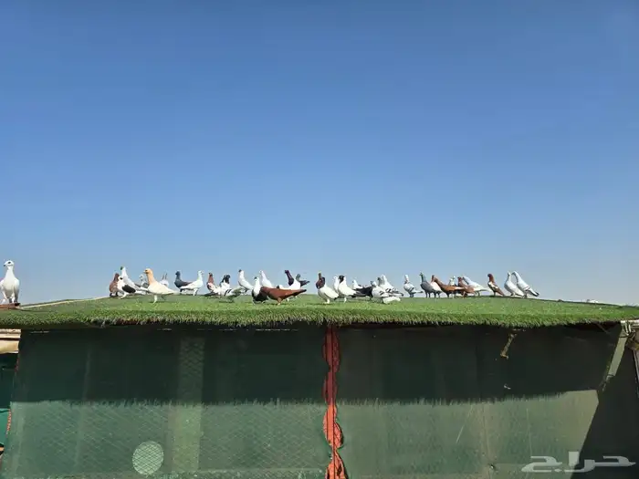 للبيع حمام شامي منتج وحمام كش سوري 13