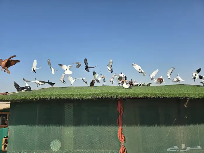 للبيع حمام شامي منتج وحمام كش سوري 12