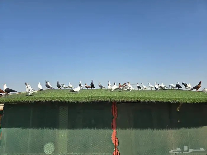 للبيع حمام شامي منتج وحمام كش سوري 11