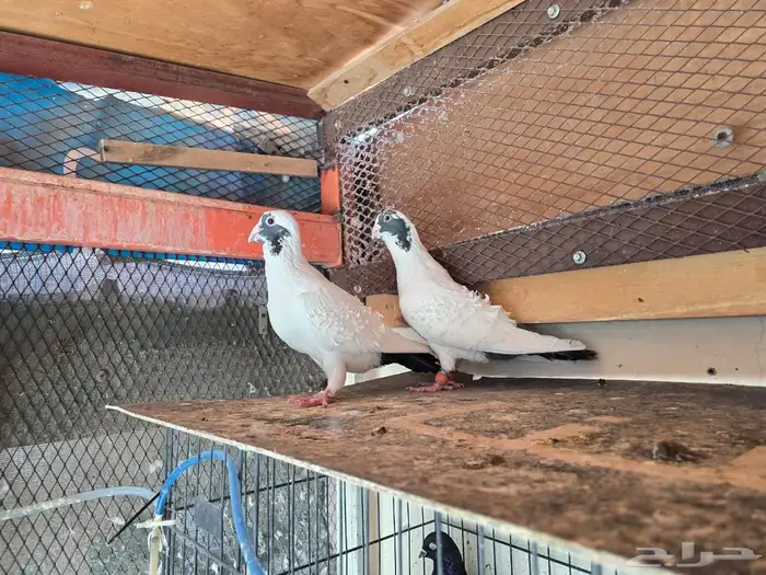 للبيع حمام شامي منتج وحمام كش سوري 2