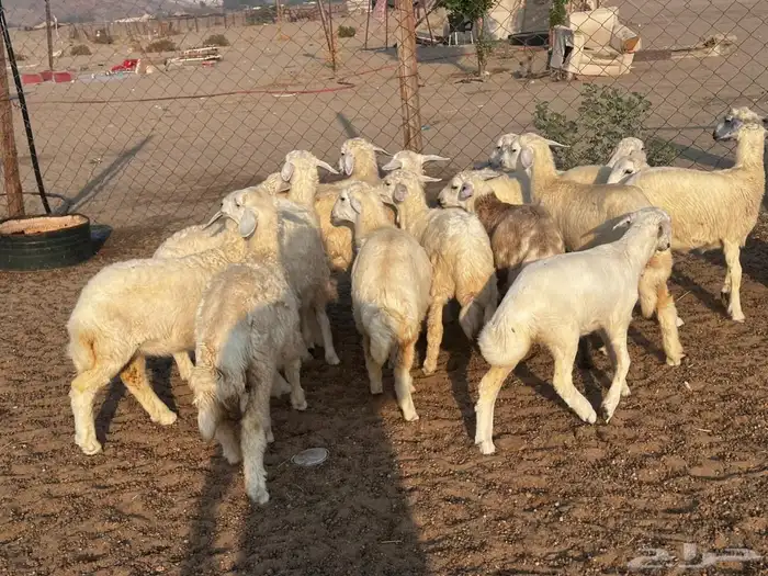 طليان و رخال للبيع 0