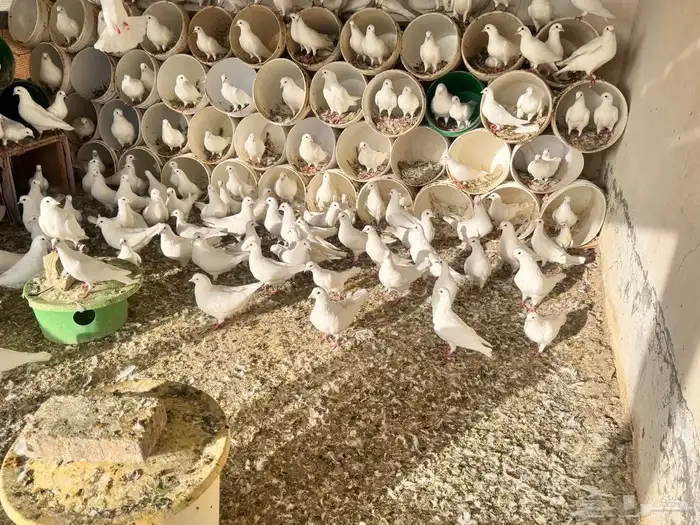 حمام فرنسي جانبو 1