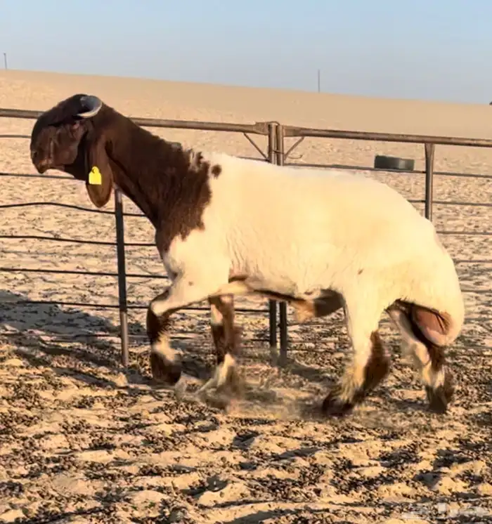 طلي صنف فاخر ومعرف 0