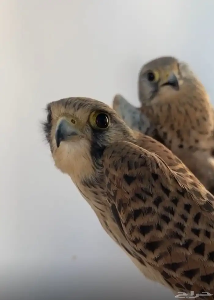 باشق لبيع العدد 2 1