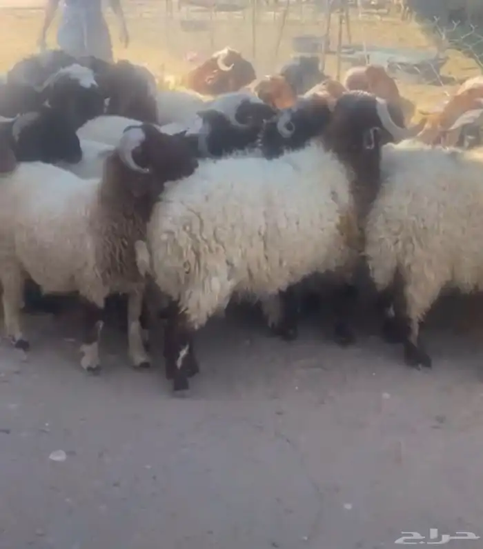 جذعان نعيم 1