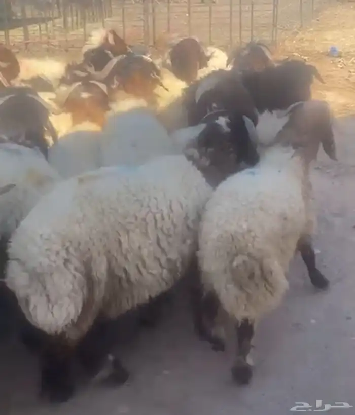 جذعان نعيم 0