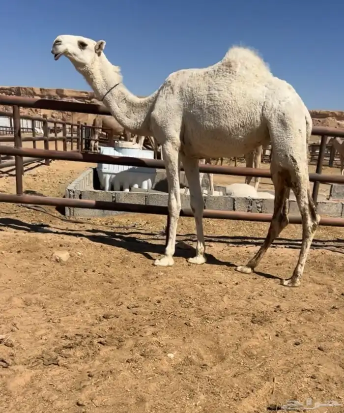 للبيع بكره وضحى باتليه منوة القناي 0