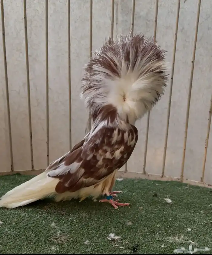 جوز بلجيكي جاكوببين 1