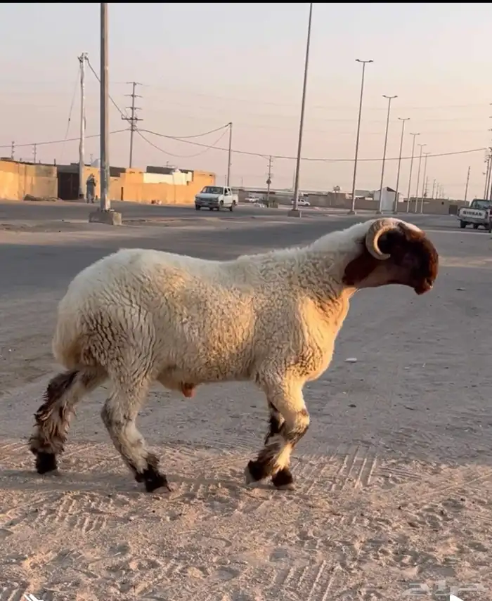 جدع نعيمي صنف للبيع 2