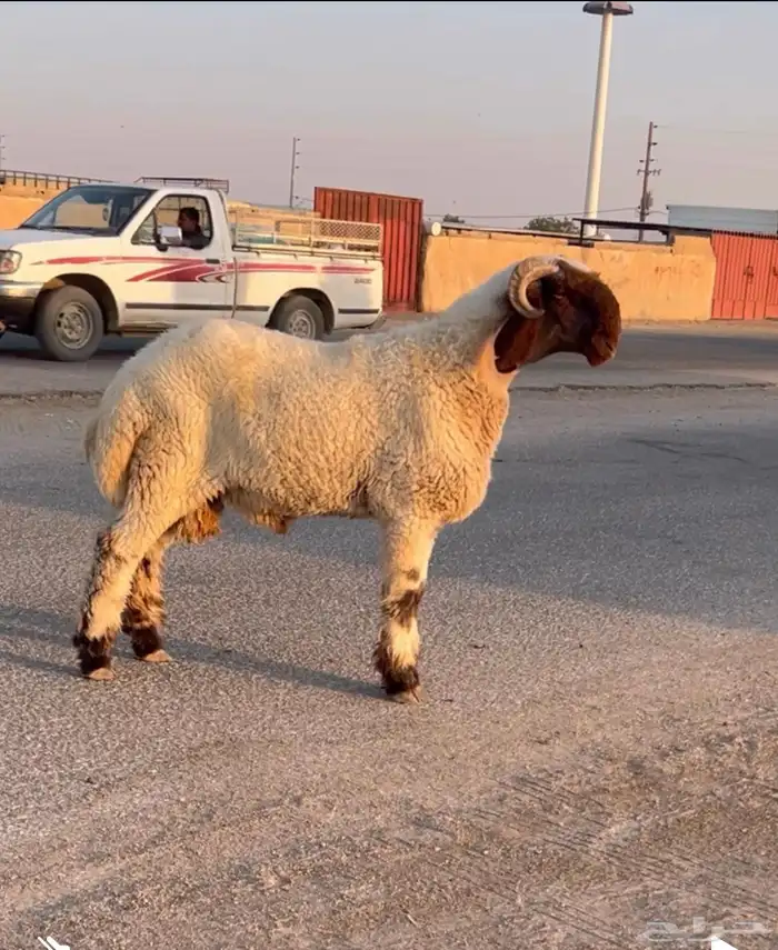 جدع نعيمي صنف للبيع 4