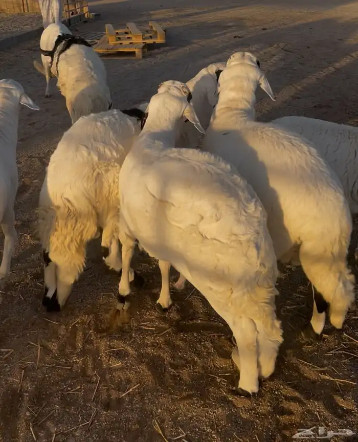 سواكن مرابي 0