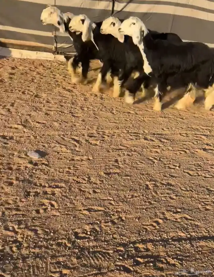 رخال نجد صنف 0