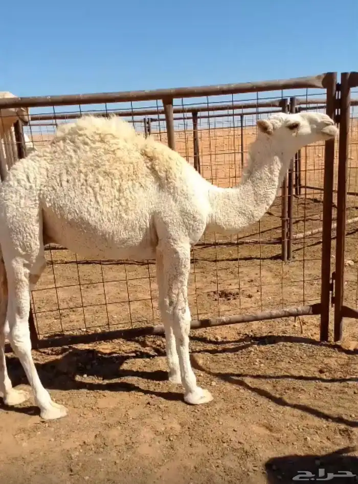 حاشي للبيع 0