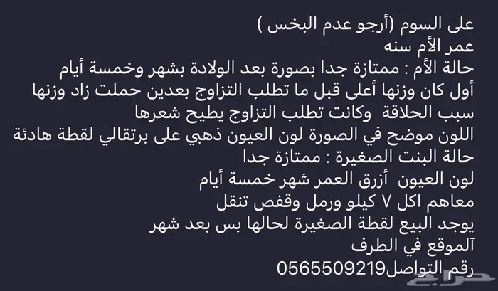 قطه و كتن واحد سكوتش فولد على سوم 1