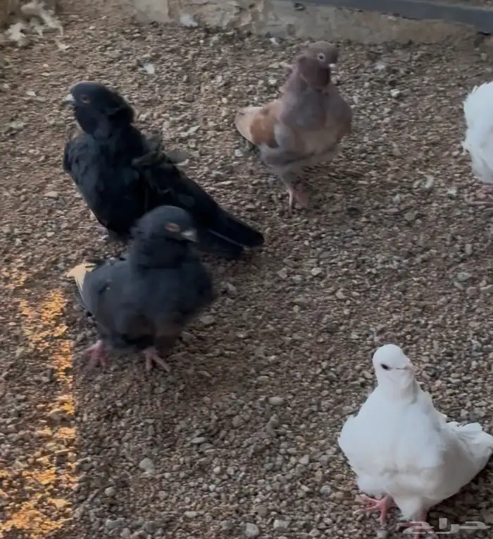 فرادي كشكش 1