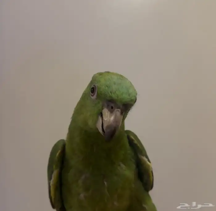 ببغاء يلوناب 1