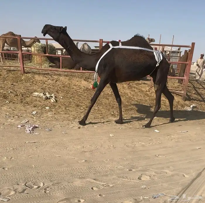 للبيع عشرا منوه القناي سليمه من العذاريب. 1