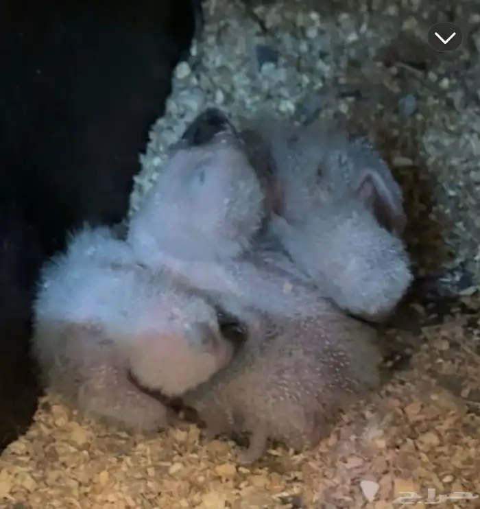 فروخ كاسكو. انتاج محلي 3