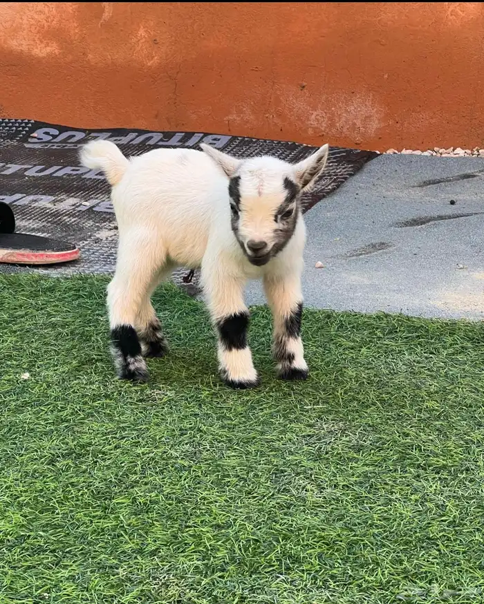 الماعز القزم الصغير ماعز جميل صغير صديق للاطفال 9